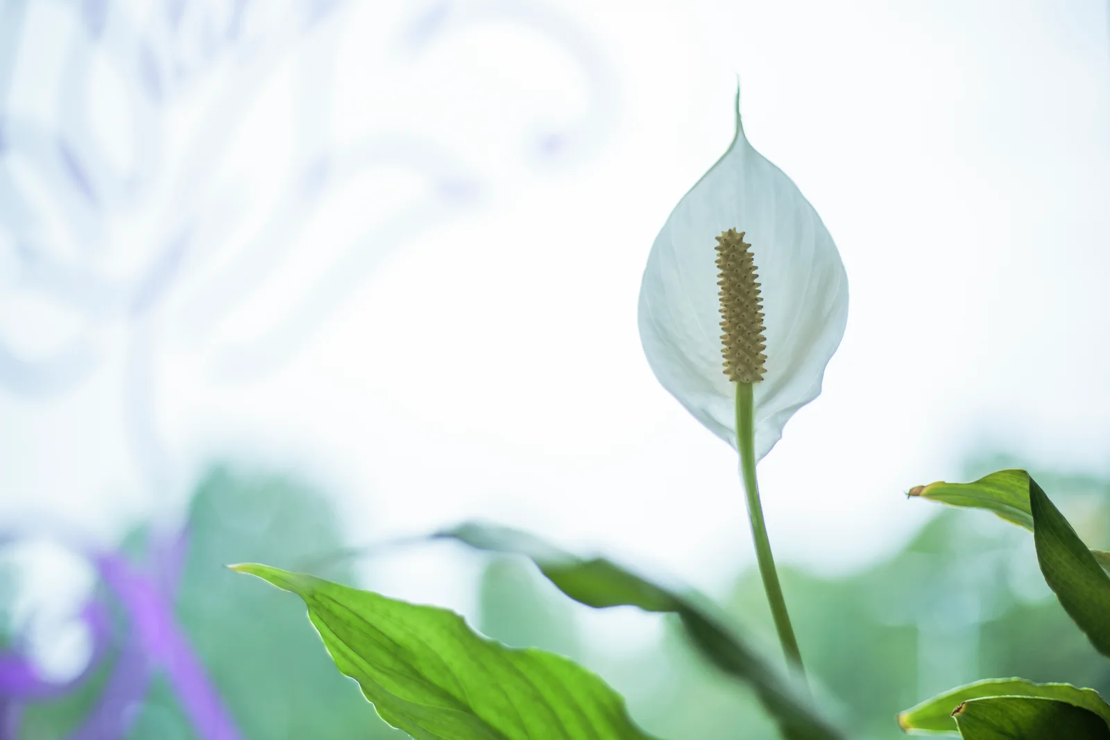 Ilusalong Muskuslill hubane salong